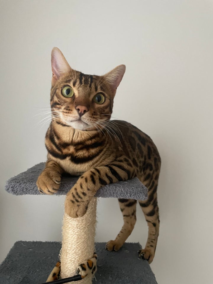 Bengal, hankat, 2 år