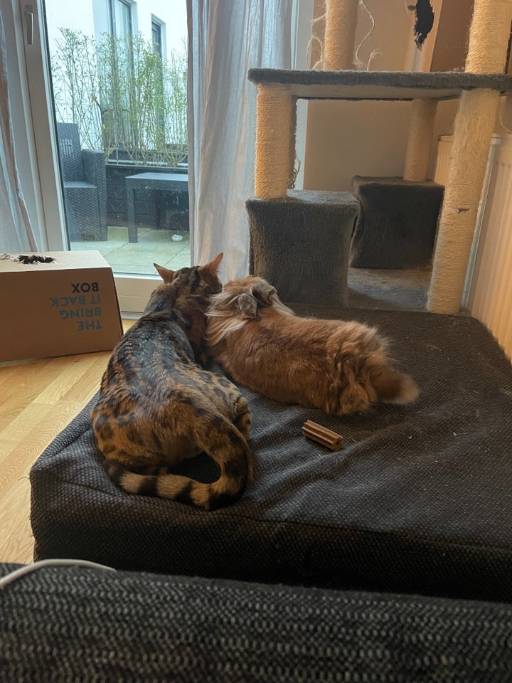 Bengal, hankat, 2 år