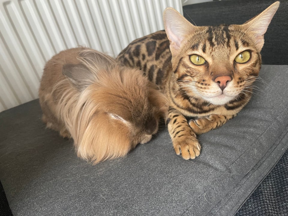 Bengal, hankat, 2 år