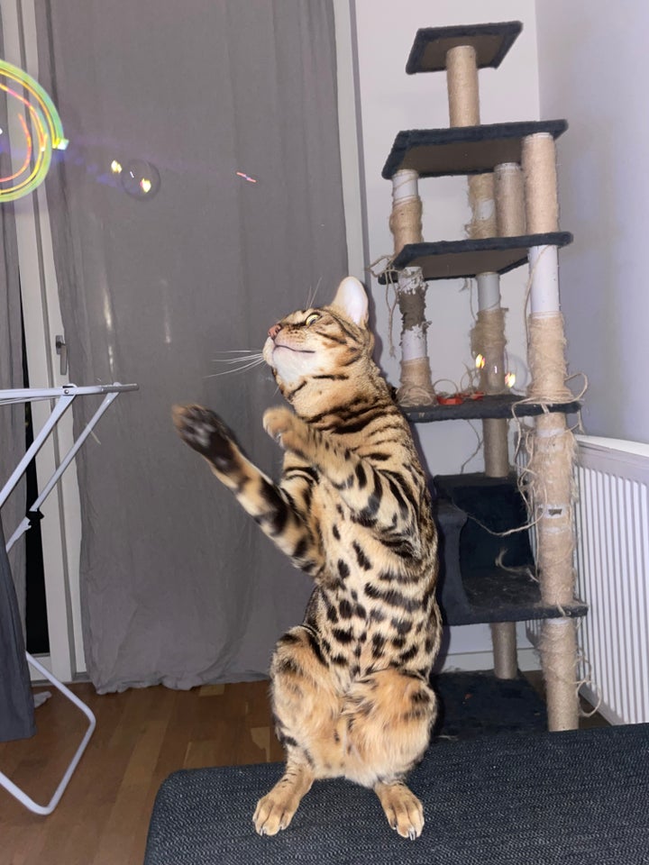 Bengal, hankat, 2 år