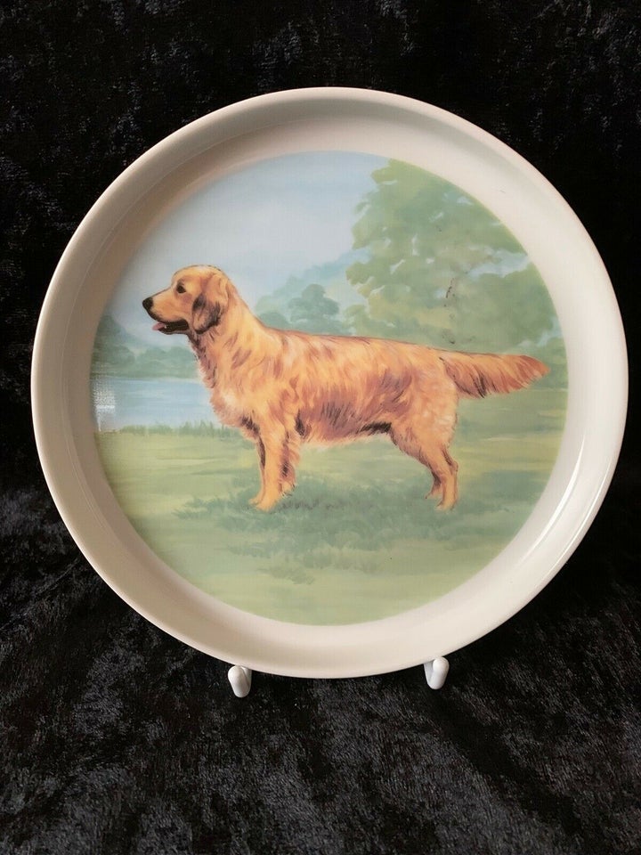 GOLDEN RETRIVER TOVE SVENDSEN