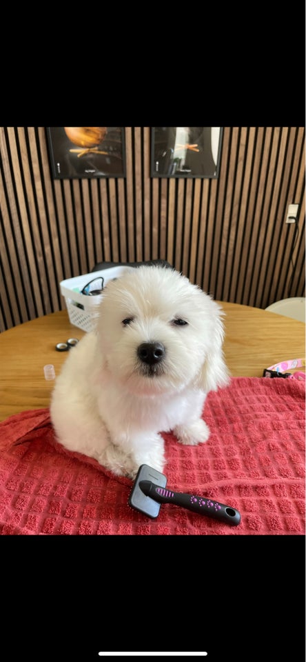 Coton de Tulear, tæve, 12 mdr.