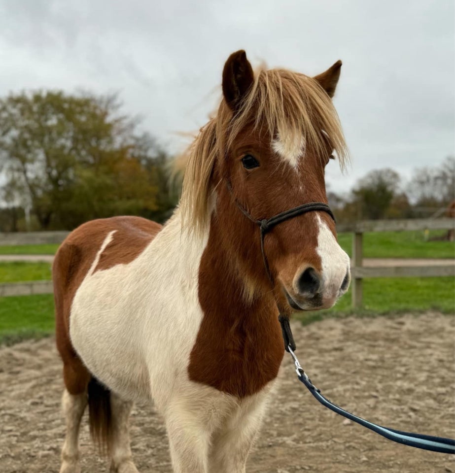 Islænder, vallak, 4 år