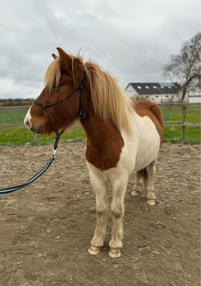 Islænder, vallak, 4 år