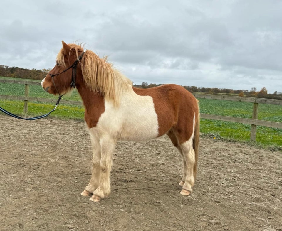 Islænder, vallak, 4 år