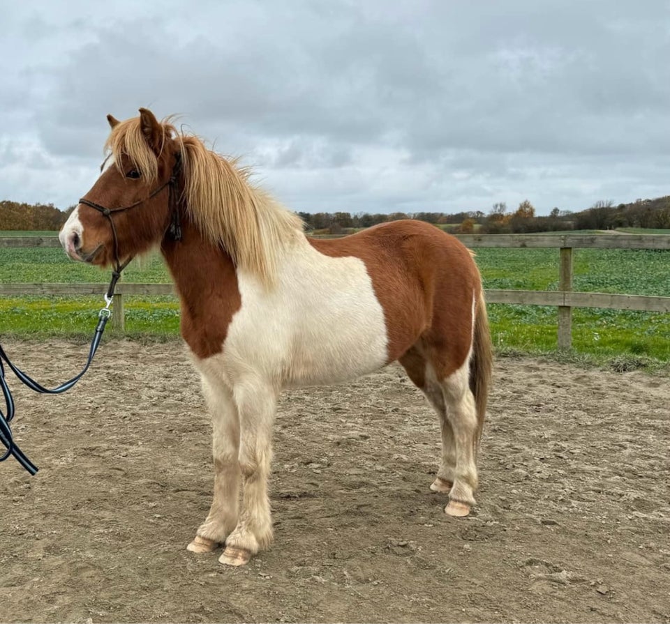 Islænder, vallak, 4 år