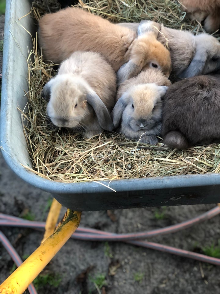 Kanin, Mini lop