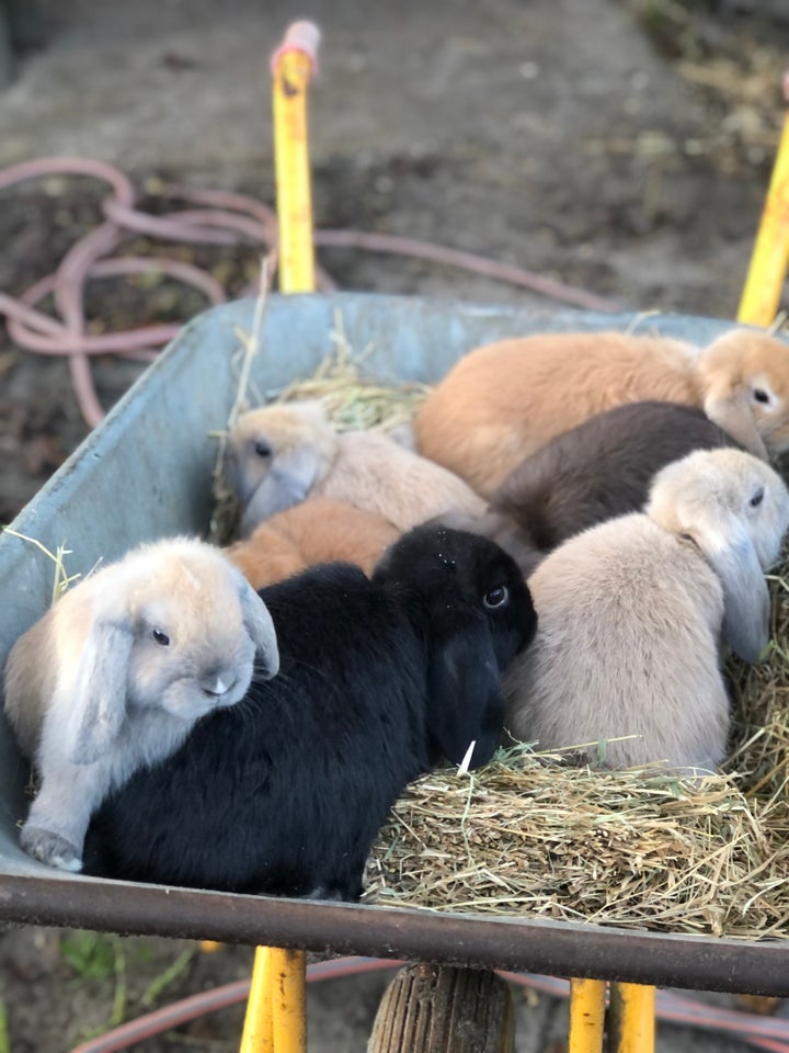 Kanin, Mini lop