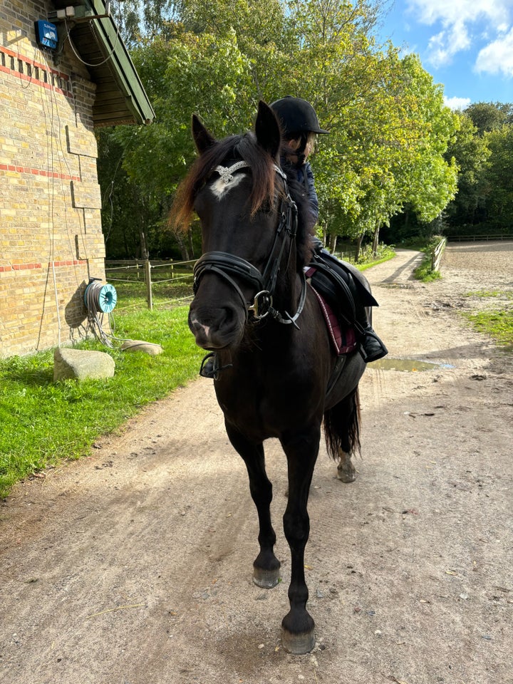 Welsh, vallak, 3 år