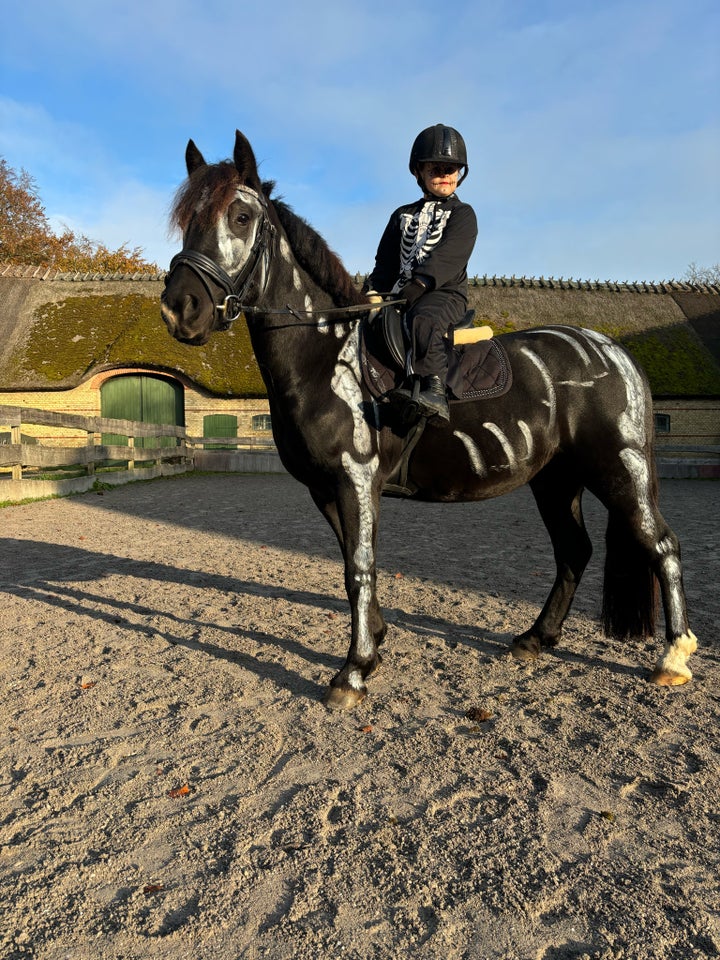 Welsh, vallak, 3 år