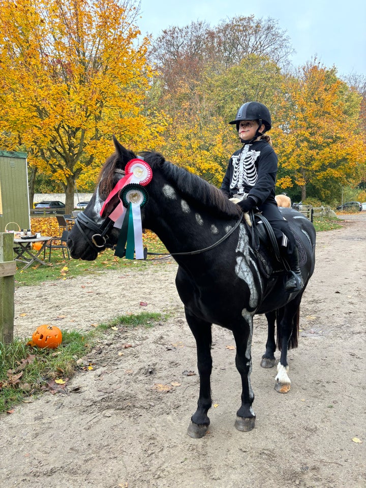 Welsh, vallak, 3 år