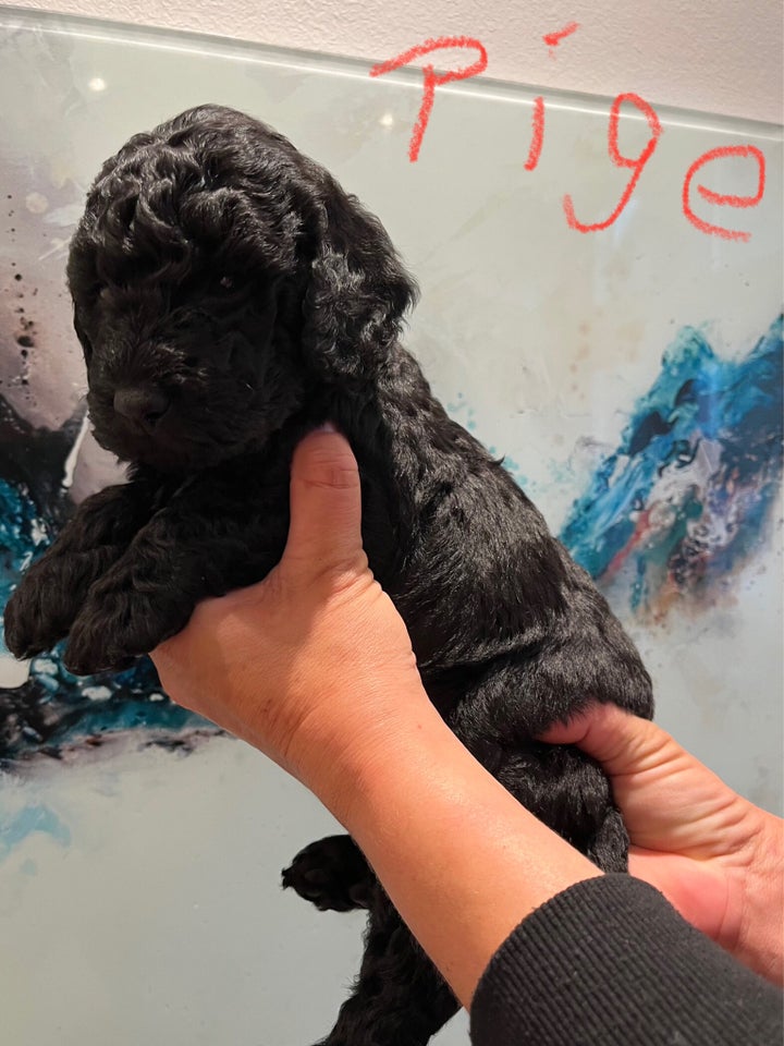 Mellem labradoodle  hvalpe 5 uger