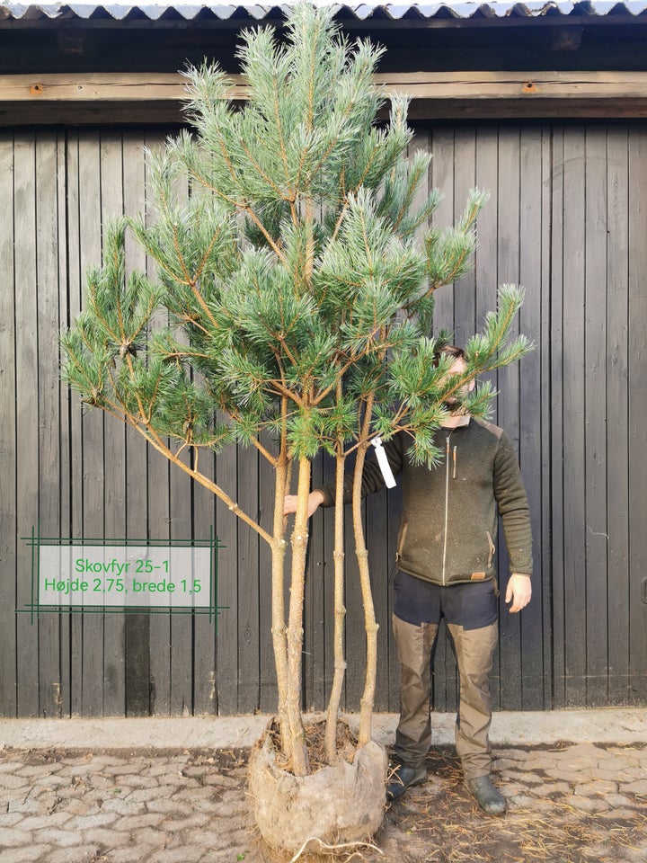 Multistammede skovfyr, Pinus