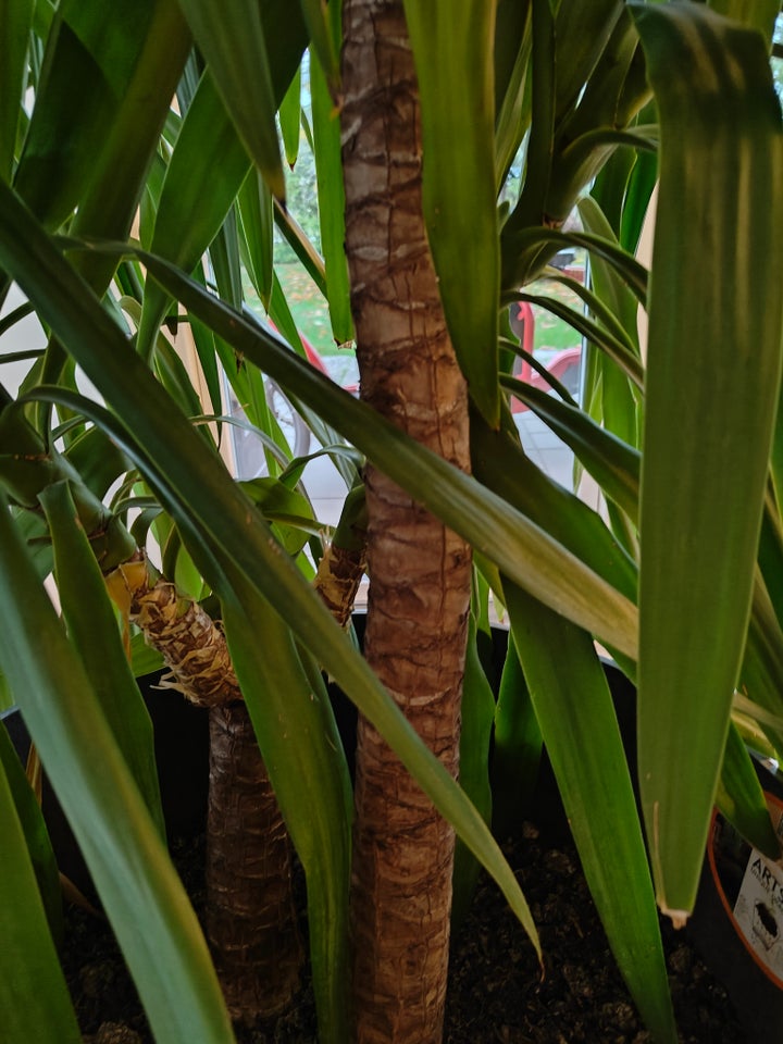 Yucca palme, Yucca