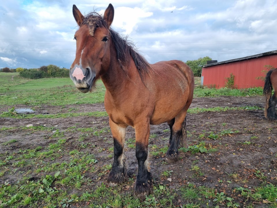 Belgier - koldblod, hoppe, 6 år