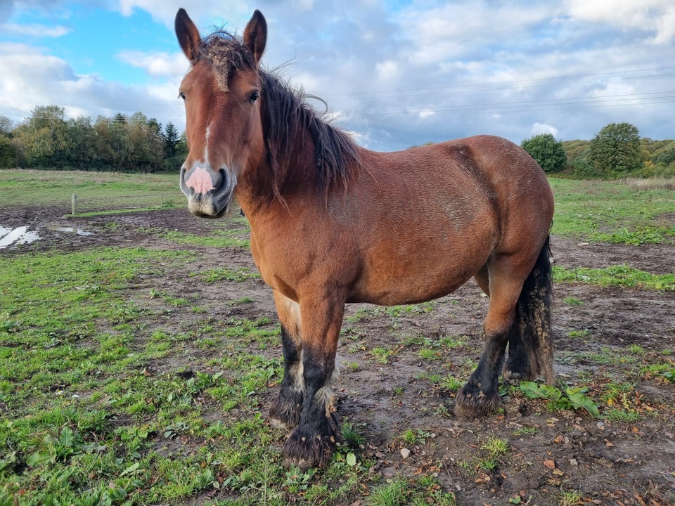 Belgier - koldblod, hoppe, 6 år