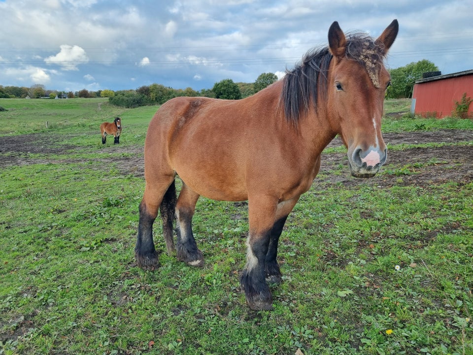 Belgier - koldblod, hoppe, 6 år