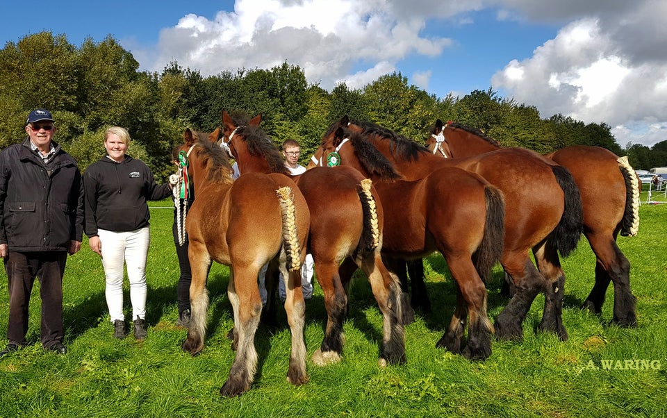 Belgier - koldblod, hoppe, 6 år