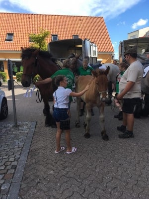 Belgier - koldblod, hoppe, 6 år