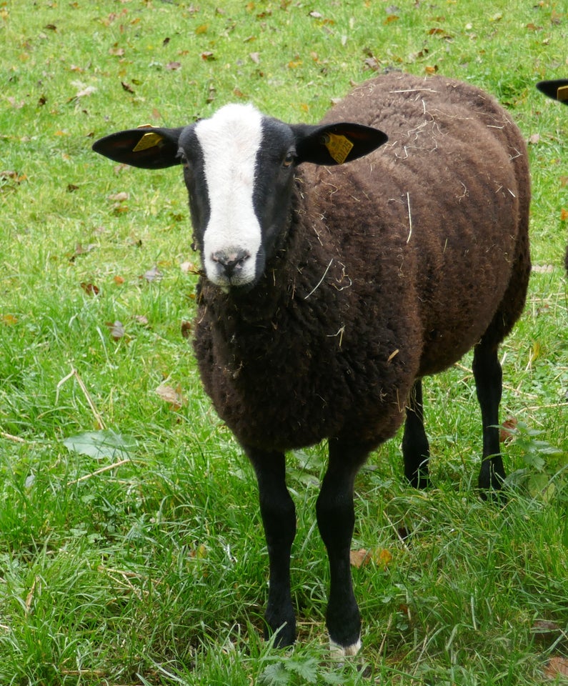 Vædderlam, Zwartbles, 1 stk.