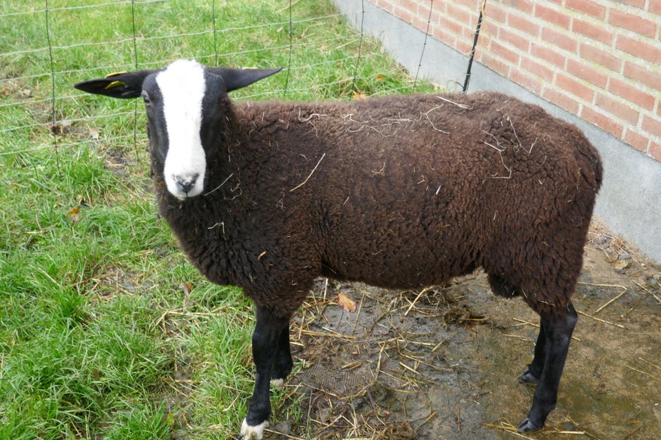 Vædderlam, Zwartbles, 1 stk.