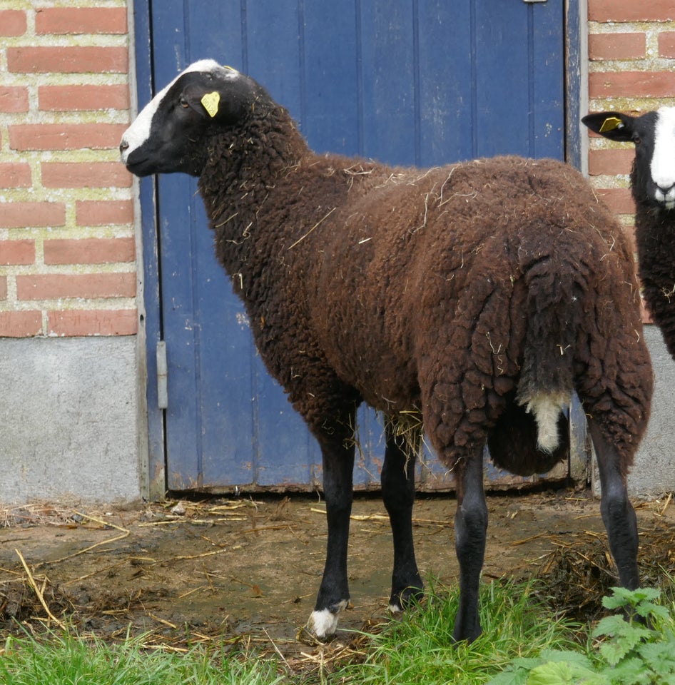 Vædderlam, Zwartbles, 1 stk.