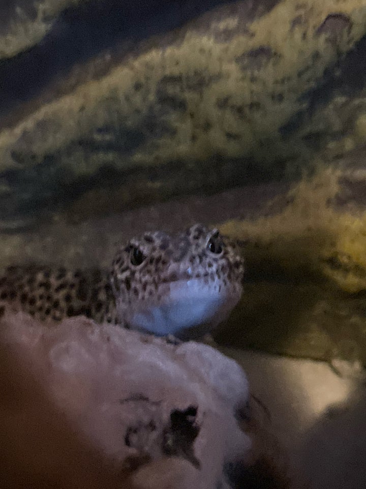 Gekko Leopardgekko