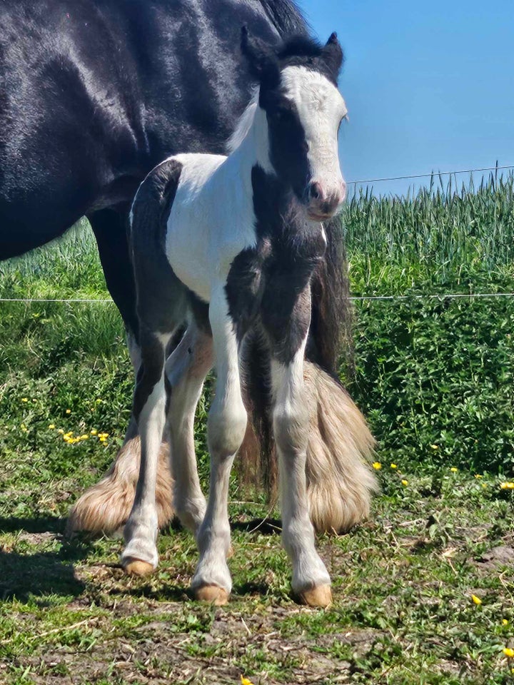 Irish Cob hoppe 1 år