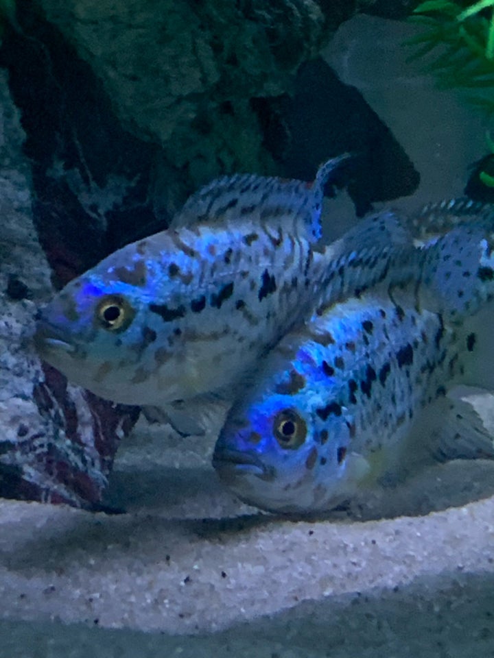 Jack Dempsey Electric Blue , 5 stk.