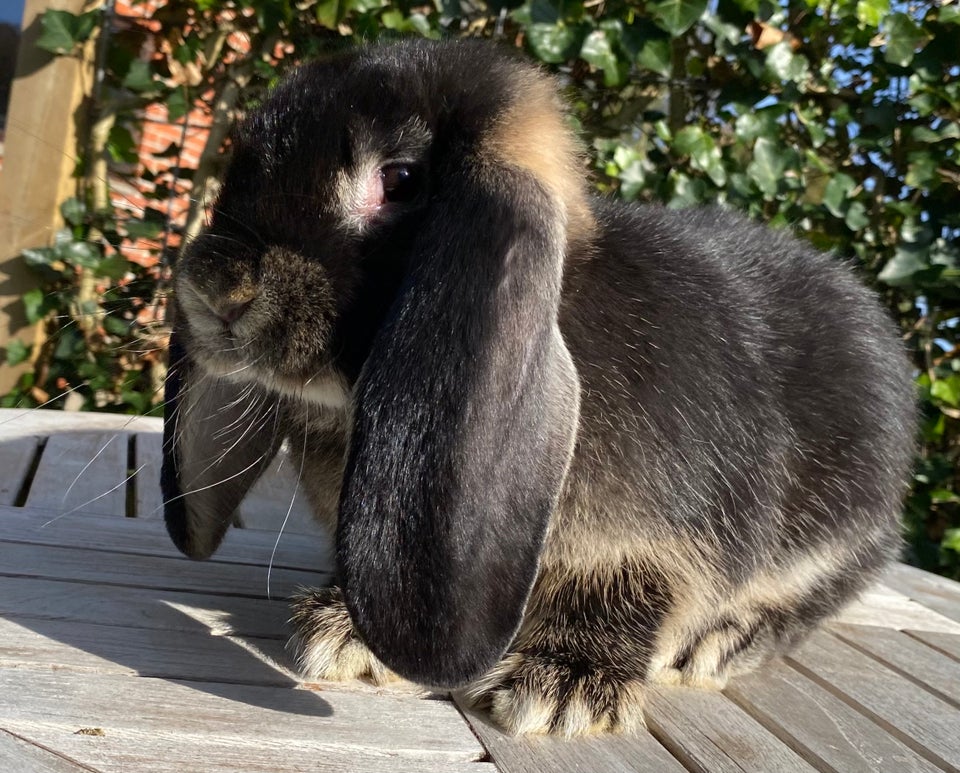 Kanin, FRANSK VÆDDER HUN SORT