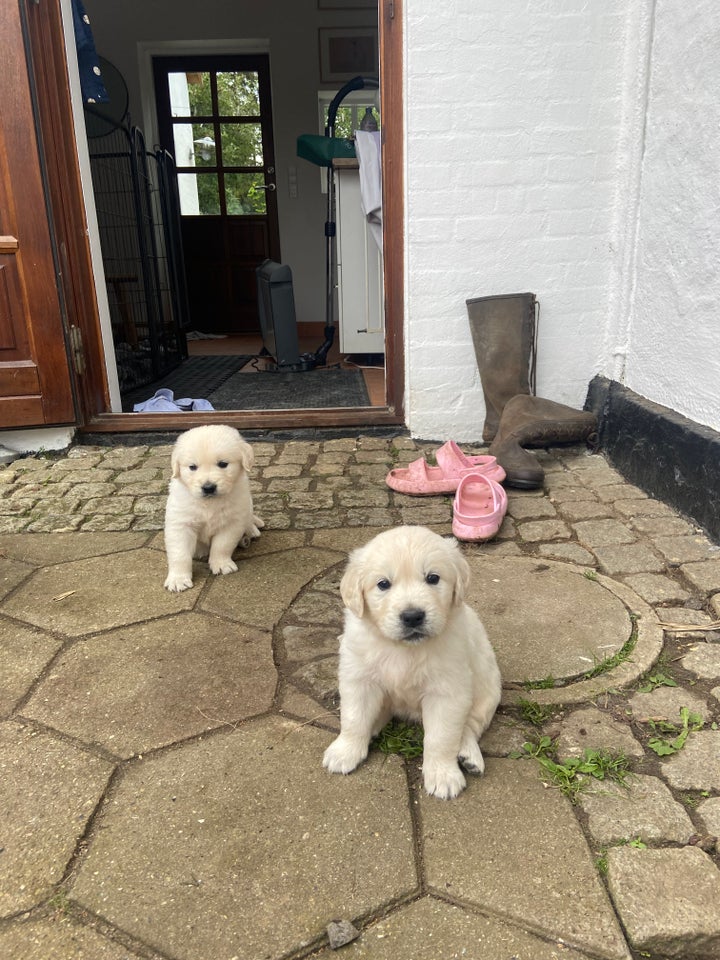 Golden retriever