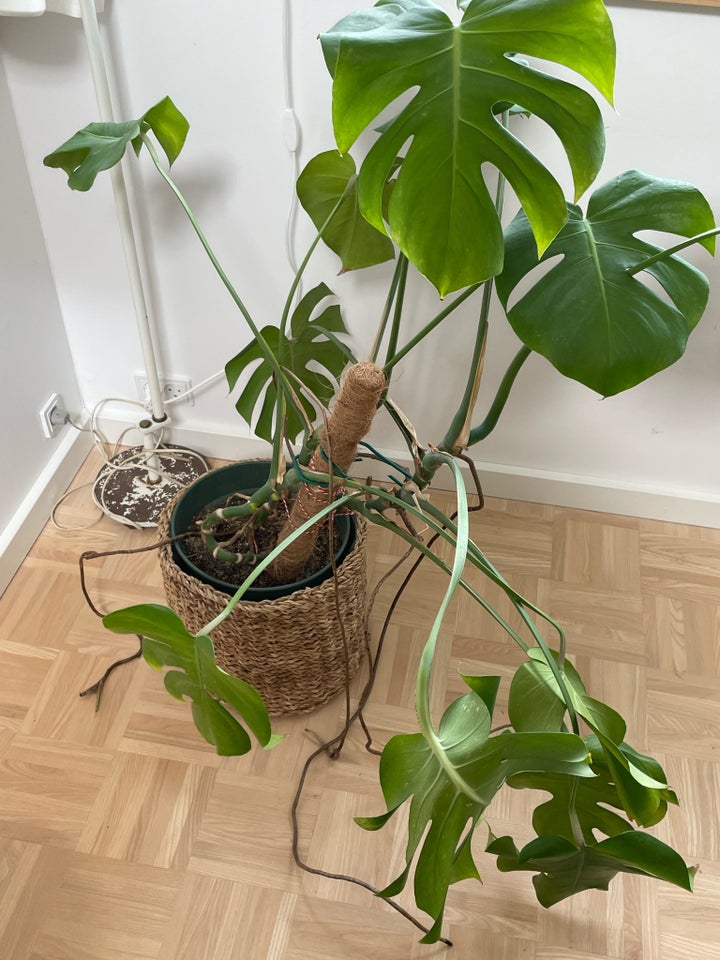 Monstera stueplante