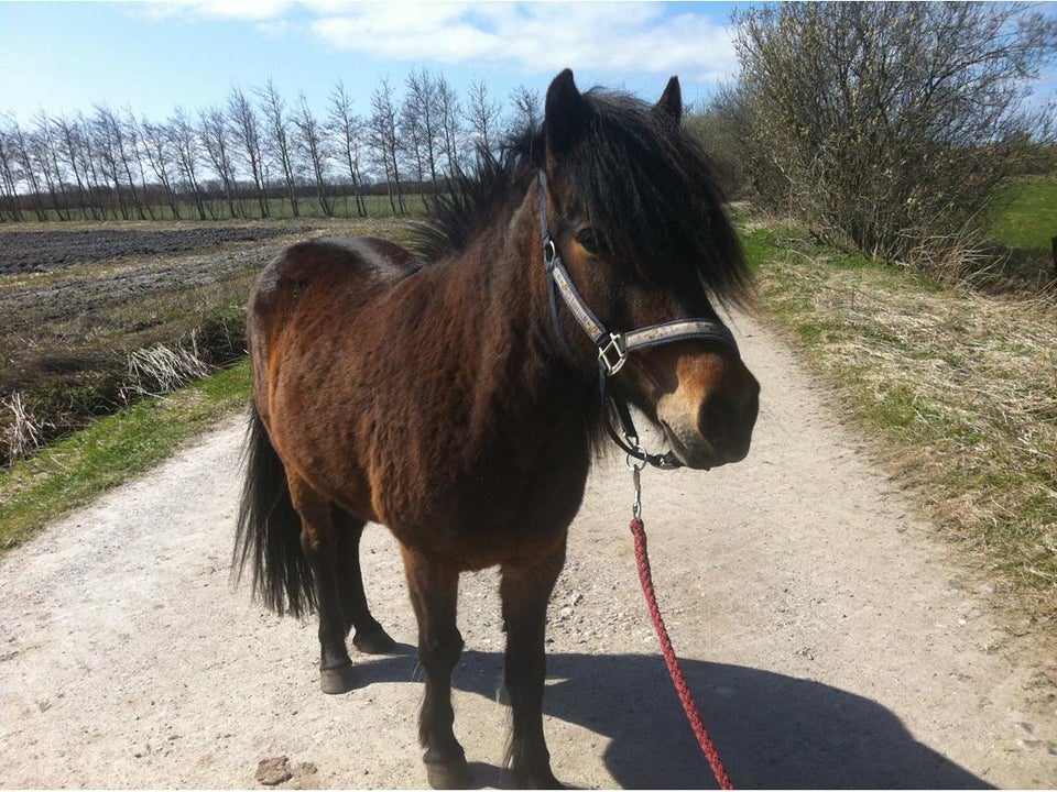 Islænder, hoppe, 20 år