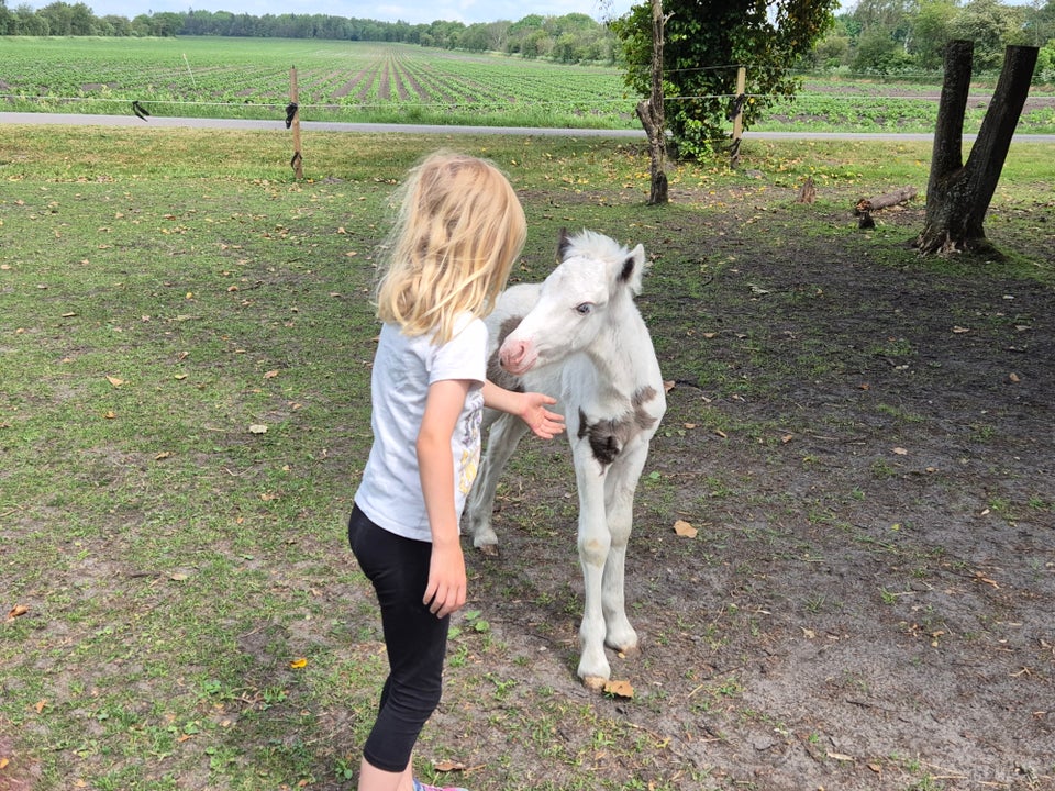 Irish Cob hingst 0 år