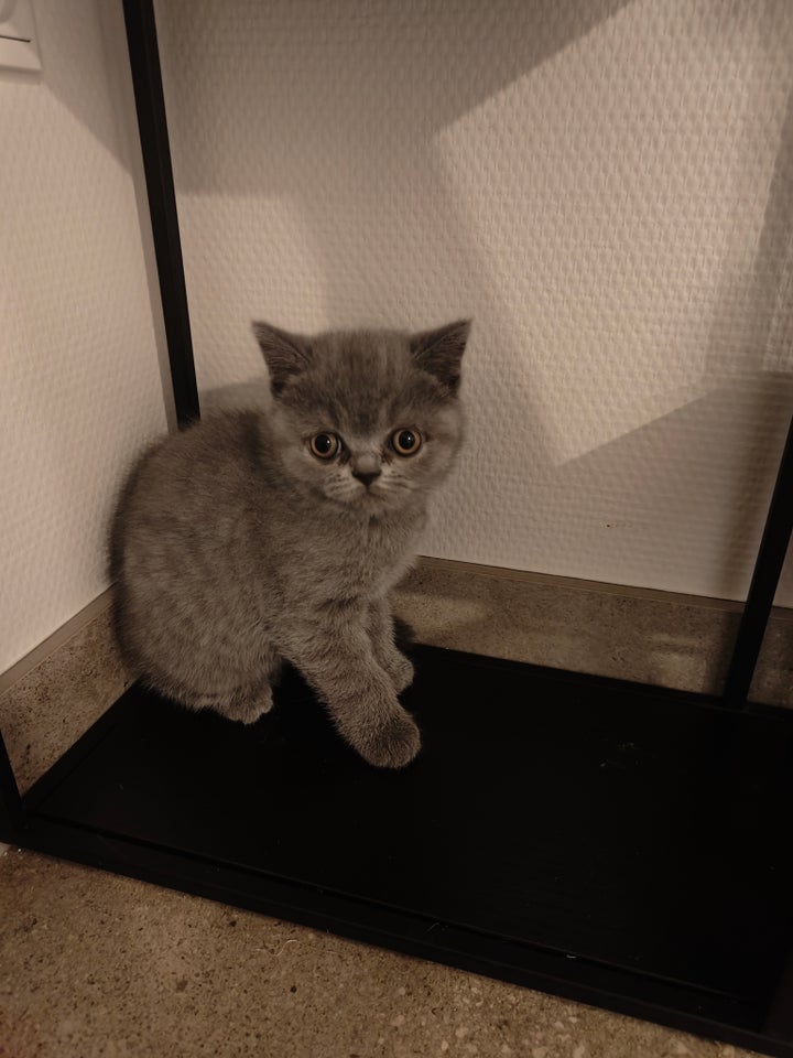 British Shorthair, hunkilling, 9