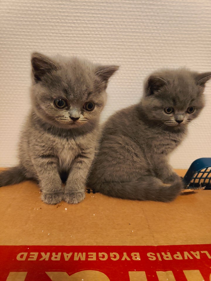 British Shorthair, hunkilling, 9