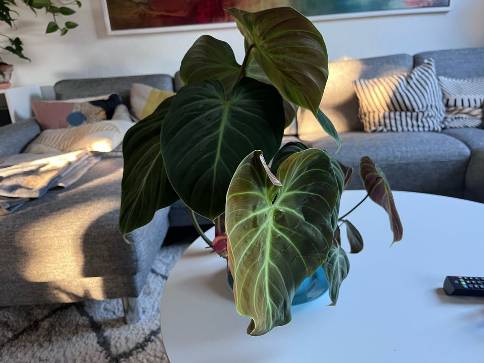 Stueplante , Philodendron el choco