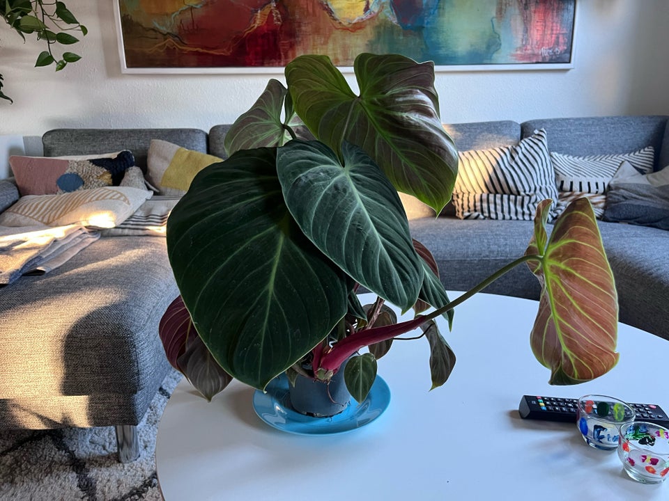 Stueplante , Philodendron el choco