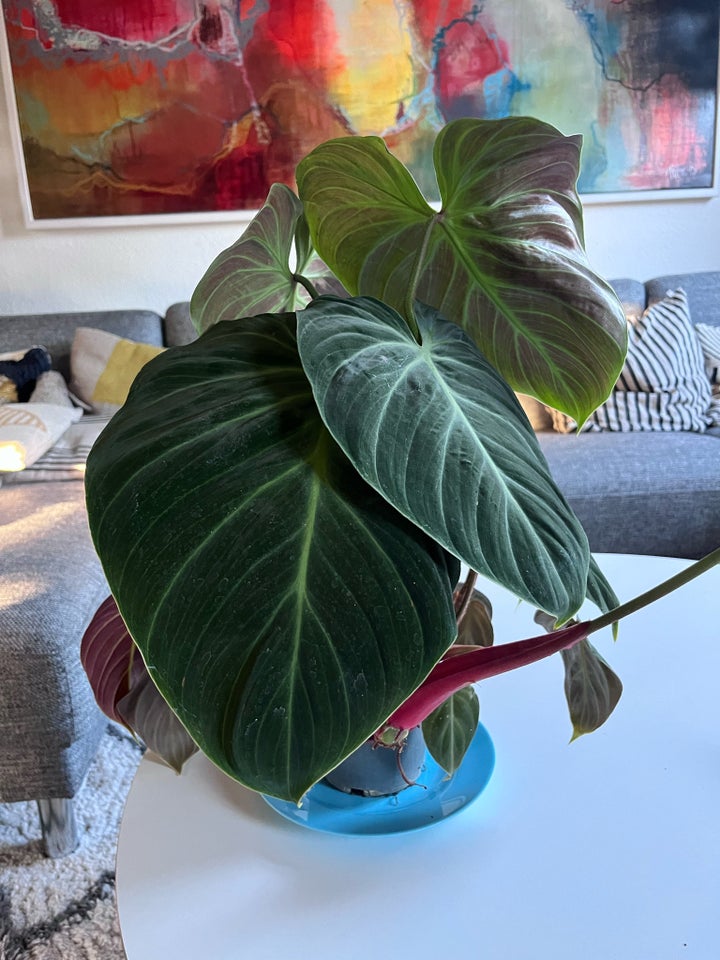 Stueplante , Philodendron el choco