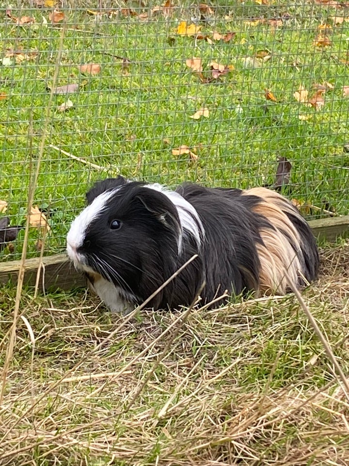 Marsvin, Kæledyr langhåret, 3 år