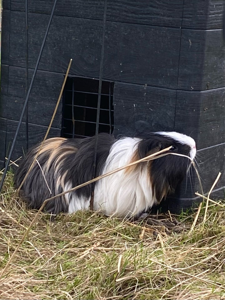 Marsvin, Kæledyr langhåret, 3 år