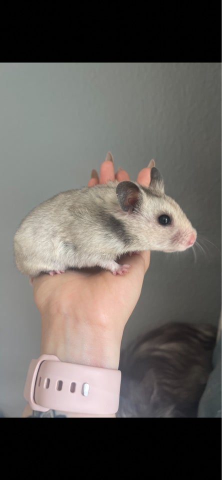 Hamster Guldhamster 0 år