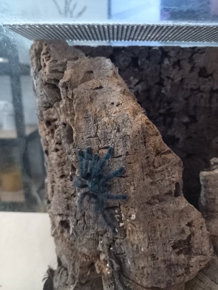 Edderkop Avicularia versicolor