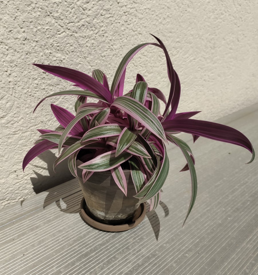 Stueplante Tradescantia