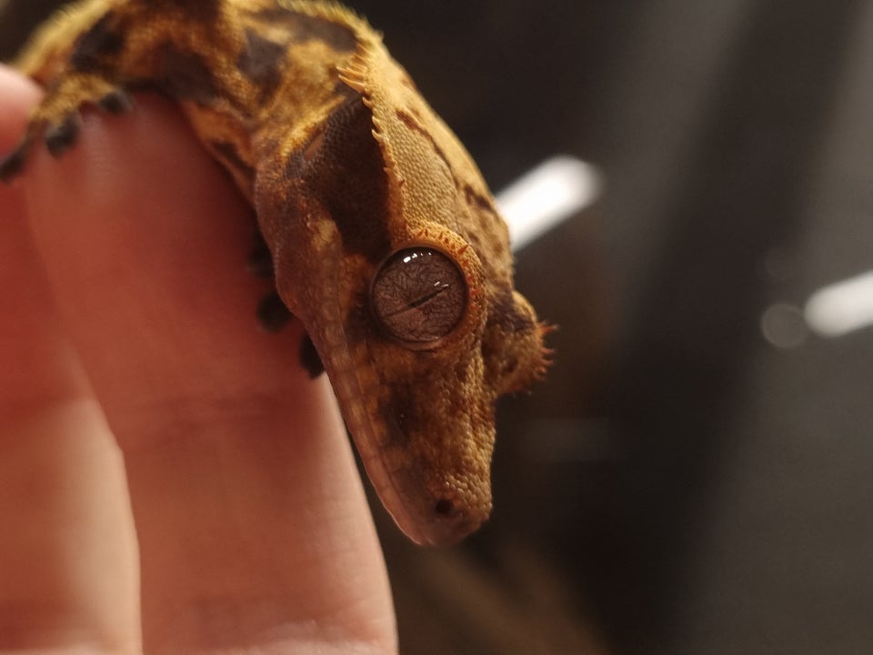 Gekko, Kronegekko