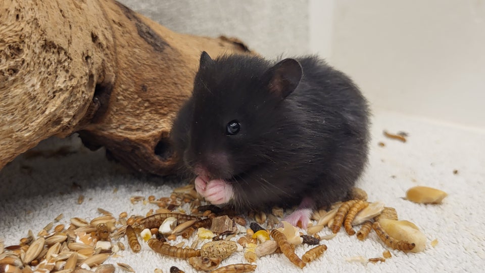 Hamster, Guldhamster, 0 år