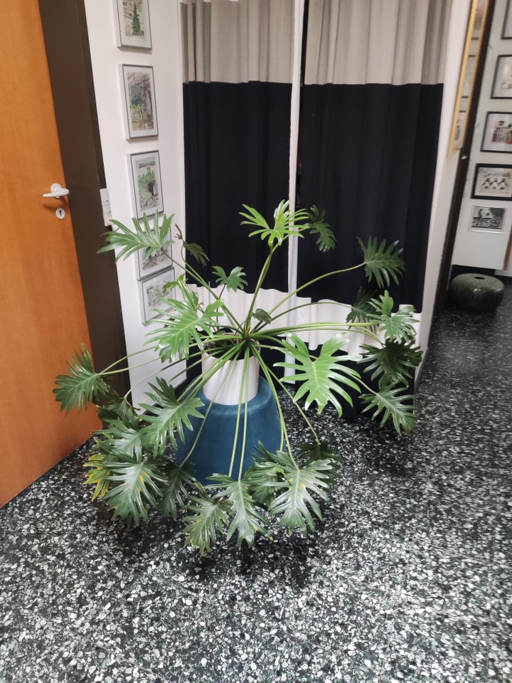 Stueplante Monstera