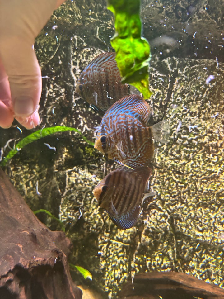 Leopard discus, 4 stk.