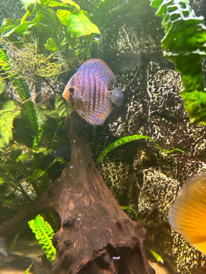 Leopard discus, 4 stk.