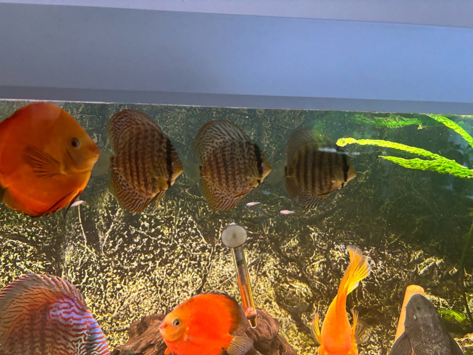 Leopard discus, 4 stk.